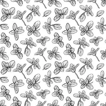 Basil Pattern. Italian herbs.vector illustration Illustrazione stock