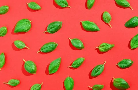 Basil pattern on red background, from above, hard shadow Stock Photos