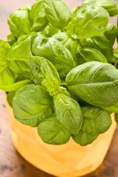 Basil Stock Photos