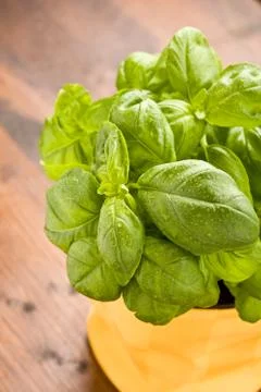 Basil Stock Photos