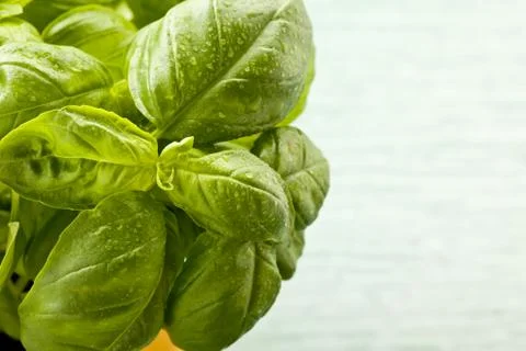 Basil Stock Photos