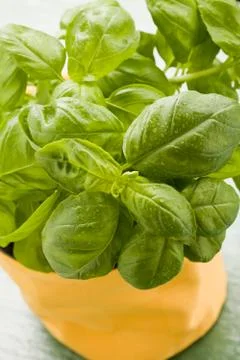 Basil Stock Photos