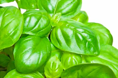 Basil Stock Photos