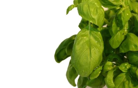 Basil Stock-Fotos
