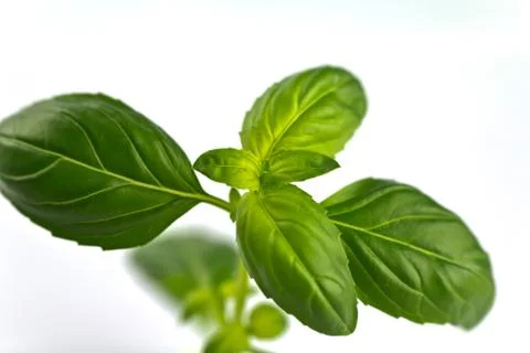 Basil Stock Photos