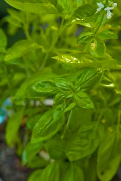 Basil Stock Photos
