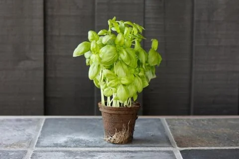 Basil Stock Photos
