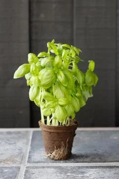 Basil Stock Photos