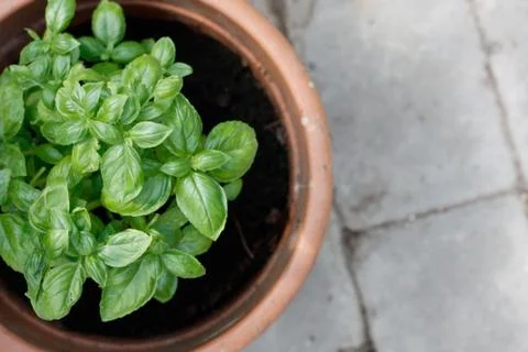 Basil Stock Photos