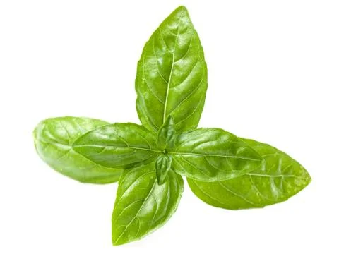 Basil Stock Photos