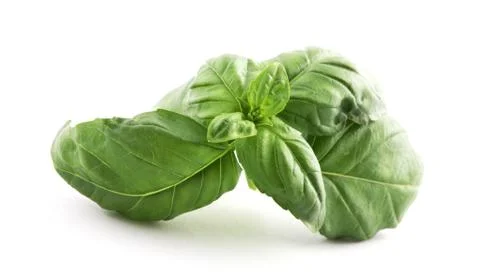 Basil Stock Photos