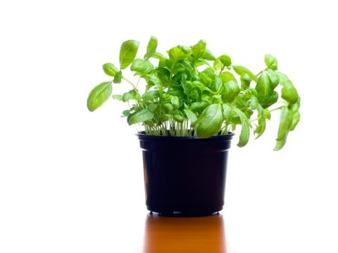Basil Stock Photos