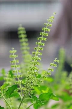 Basil Fotos de archivo