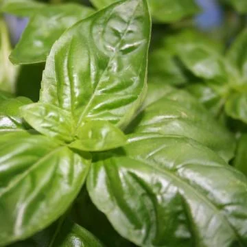 Basil Stock Photos
