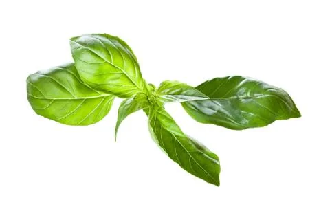 Basil Foto stock