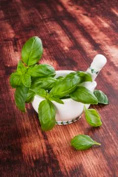 Basil. Stock Photos