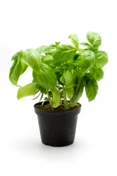 Basil Foto stock
