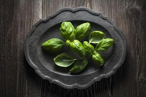 Basil Stock Photos