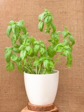 Basil Stock Photos