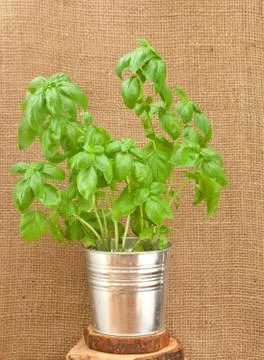 Basil Stock Photos
