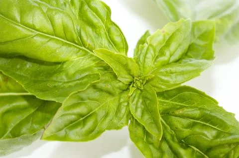 Basil Stock Photos