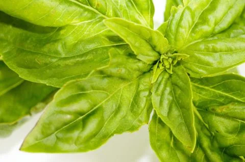Basil Stock Photos