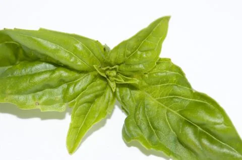 Basil Stock Photos
