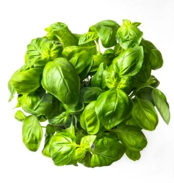 Basil Stock Photos