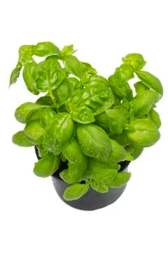Basil Stock Photos