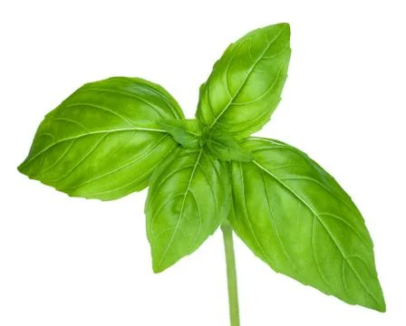 Basil Stock Photos
