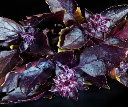 Basil Stock Photos