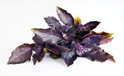 Basil Stock Photos