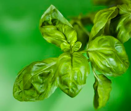Basil Stock Photos