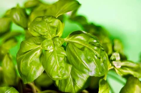 Basil Stock Photos