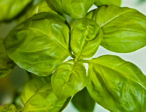 Basil Stock Photos