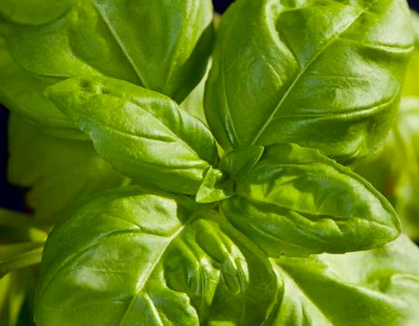 Basil Foto stock