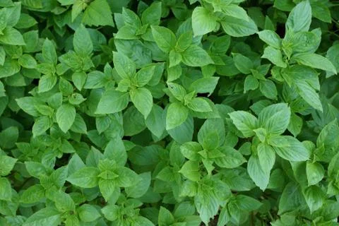 Basil Foto stock