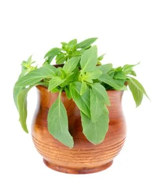 Basil Stock Photos