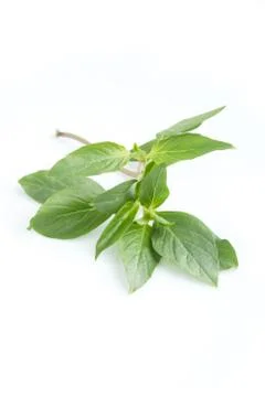 Basil Stock Photos