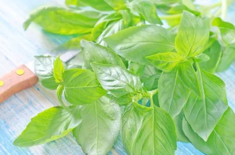 Basil Stock Photos