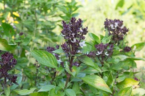 Basil Stock Photos