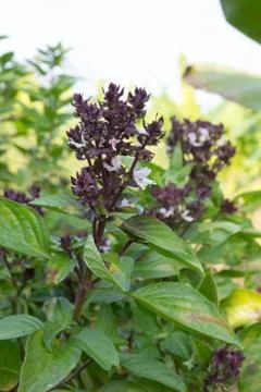 Basil Stock Photos