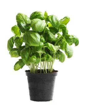 Basil Stock Photos