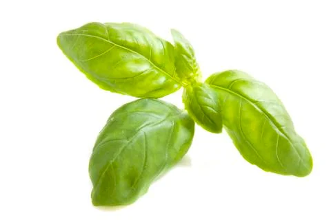Basil Stock Photos