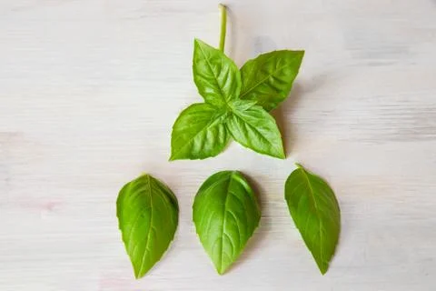 Basil Stock Photos