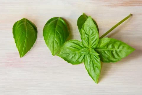 Basil Stock Photos