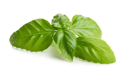 Basil Stock Photos
