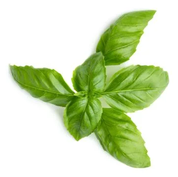 Basil Stock Photos