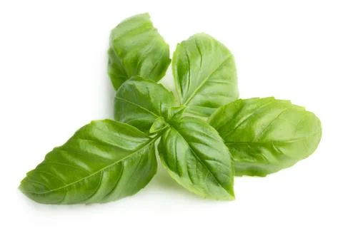 Basil Stock Photos
