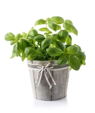Basil Stock Photos